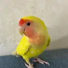 روز لاتينو للبيع