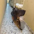 سكوتر كهربائي للبيع