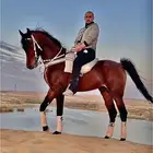حصان عربي شعبي للبيع