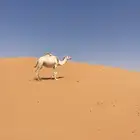 خفوت ديس سلم هداوه شرط
