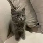 قطة شيرازي