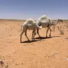 للبيع الحاشي عمره 8شهور ويرضع حليب