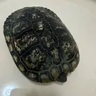 سلحفاه للبيع