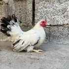 دجاجه جبنيز