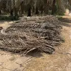 سعف وكرب النخل للبيع في الاحساء