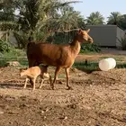 عنز متبع جنوبية خصم .