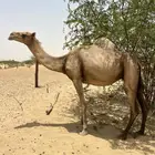 ابل اوارك