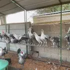 دجاج فيومي 4 شهور
