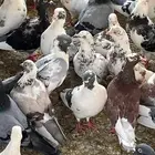 حمام مشكل للبيع شمال مدينة الملك عبدالله
