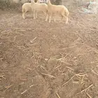 رخال للبيع