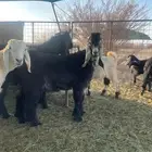 مشروع تيس فحل عارضي