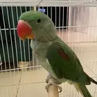 درة نيبالي للبيع الاحساء