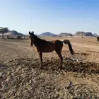 مهر شعبي