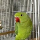 ببغاء درة هندي