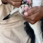 نعاج نجد مقنوي