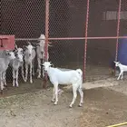 تيس البيع