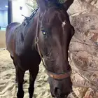خيل محلي