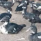 بط مسكوفي