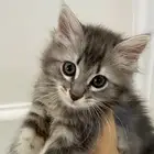 عرض للتبني