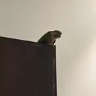 كنيور للبيع