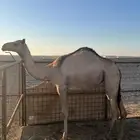 بكر ه لبنيه جزر للبيع الموقع الوجه