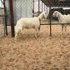 مشروع فحل اصفر ابرص