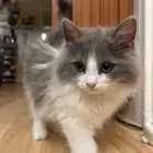 قطط للبيع