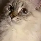 قطه مفقوده