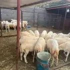 خرفان تربية فاخره بلدي