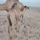 قعود مراح
