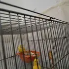 كناري سوري
