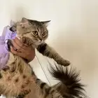 قطة لتبني
