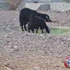 طريق تبوك