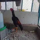 ديوك شامو