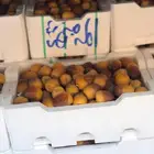 روثانة