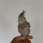 كروان اليف