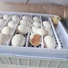 دجاج بلدي