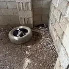 بط بلدي او مصري للبيع