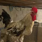 ديوك بلدي