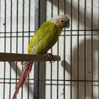 ذكور كنيور للهاوي والمنتج
