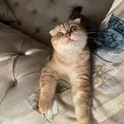 قطة سكوتش فولد للتبني