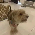 للبيع كلبه مطعمه وتظيفه