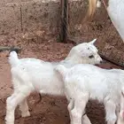 عدد 3 تيوس العمر يوم