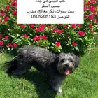 كلب للتبني في جدة