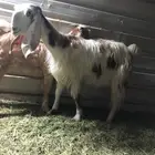 للبيع عنز مشروكه تحته تيس