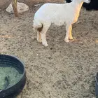 للبيع طلي حري عمره 3 شهور وزود