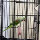 دره نيبالي ذكر اليف