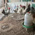 ديوك  بلدي وفيومي