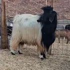 تيس حار
