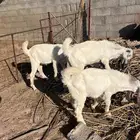 تيوس طيبه